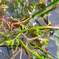Helosciadium inundatum