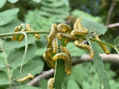 Pristiphora geniculata