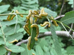 Pristiphora geniculata
