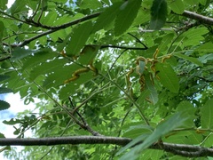 Pristiphora geniculata