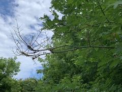 Pristiphora geniculata