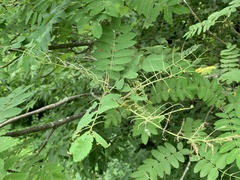 Pristiphora geniculata