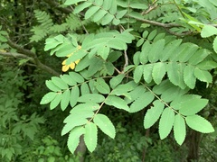 Pristiphora geniculata