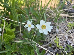 Anemonastrum sibiricum