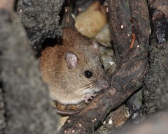 Melomys burtoni