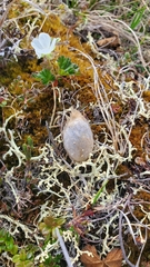 Gynaephora groenlandica