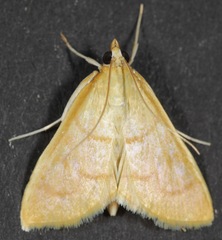 Helvibotys helvialis