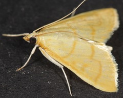 Helvibotys helvialis