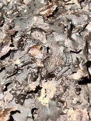 Geotrigona lutzi