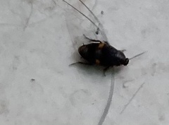 Holocompsa binotata