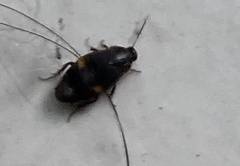 Holocompsa binotata