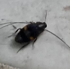 Holocompsa binotata