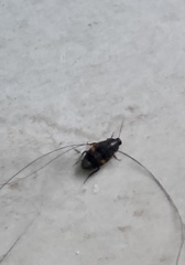Holocompsa binotata