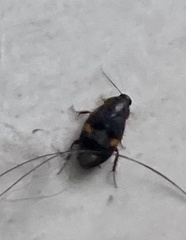 Holocompsa binotata