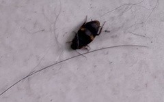 Holocompsa binotata