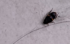 Holocompsa binotata