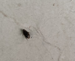 Holocompsa binotata