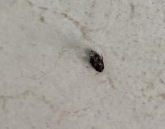 Holocompsa binotata