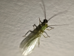 Alloperlini