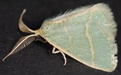 Chlorochlamys