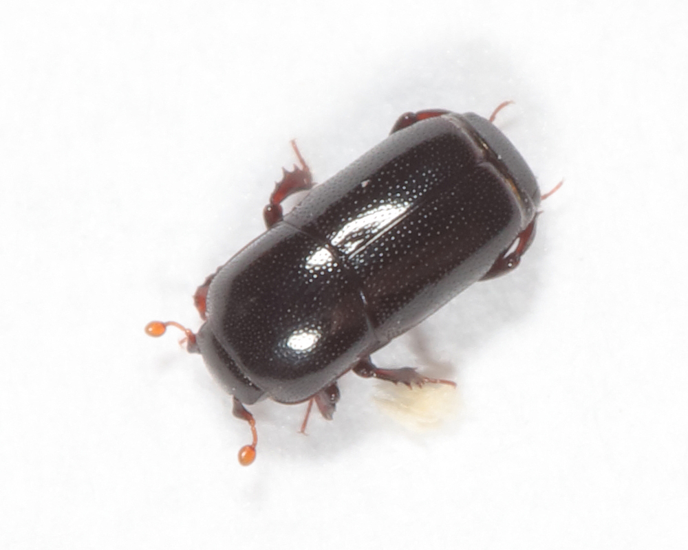 Teretrius latebricola