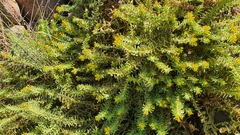 Alkanna orientalis