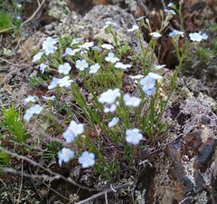 Eritrichium pectinatum