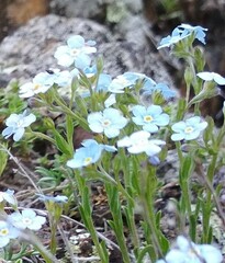 Eritrichium pectinatum