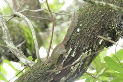 Heliosciurus gambianus