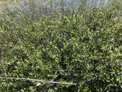 Salix farriae