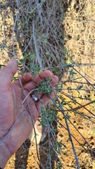 Anisodontea fruticosa