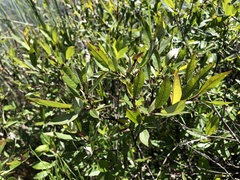 Salix farriae