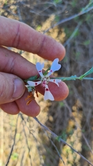 Anisodontea fruticosa