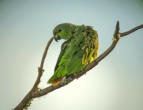 Scaly-naped Amazon (Amazona mercenarius), photo 8