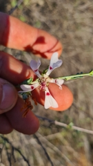 Anisodontea fruticosa