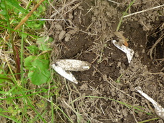 Chrysemys picta marginata