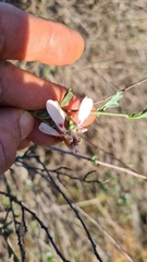 Anisodontea fruticosa