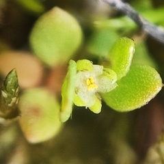 Lysimachia minima