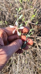 Anisodontea fruticosa