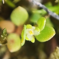 Lysimachia minima
