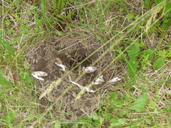 Chrysemys picta marginata