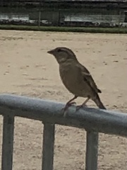Passer domesticus