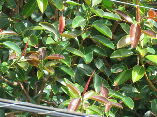 Ficus elastica observed 2022-06-13