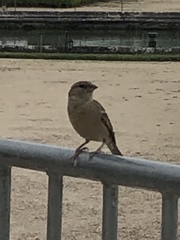 Passer domesticus