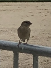 Passer domesticus