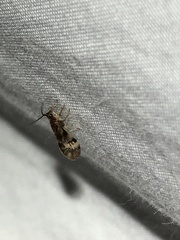 Climacia californica