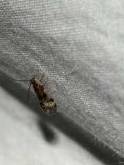 Climacia californica