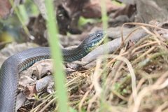 Thamnophis eques obscurus