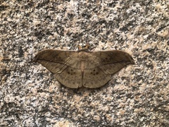 Copaxa multifenestrata