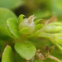 Lysimachia minima